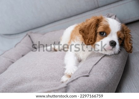 Close up portrait of cute Blenheim King Charles Spaniel dog puppy in a indoor home setting with space for text. Little dog lies on a grey pillow, couch background