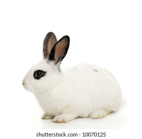 Close Up Portrait Of  Cute Bunny Isolated On White