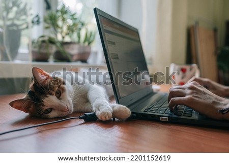 Close up portrait of cute cat lying at desk with laptop. Working, studying online.