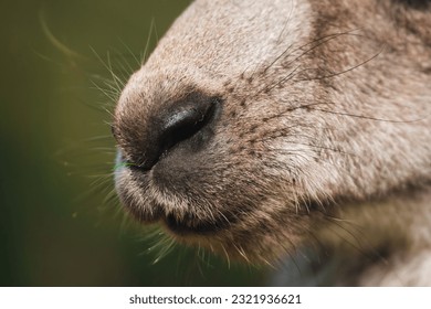 close up portrait of a cute furry kangaroo, detail of nose, snout in nature with green background, Australia - Powered by Shutterstock