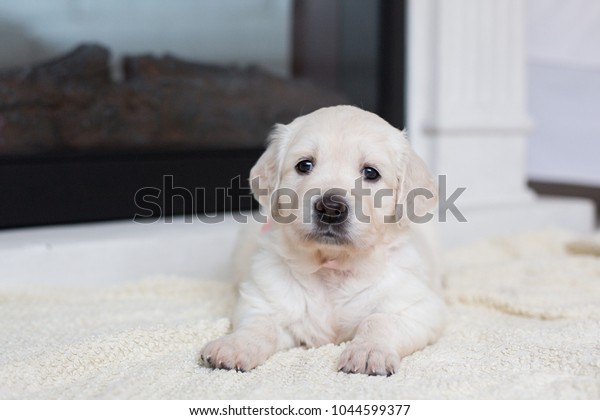 Close Portrait Cute Golden Retriever Puppy Stock Photo Edit Now