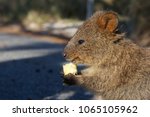 The Close up Portrait of the Cute Happy Quokka, the native Rottnest Island animal Eating the Piece of Apple in the Natural Sun Light, Western Australia