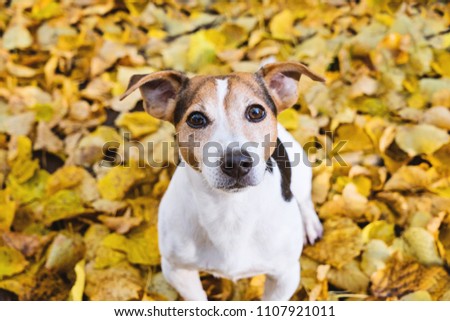 Similar – Image, Stock Photo Adorable terrier dog sitting in yellow autumn leaves