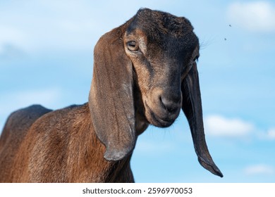 close up portrait of cute Nubian baby goat grazing against blue sky at sunny  day. rural farm life