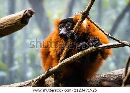 Close up portrait of cute red-ruffed lemur sitting on tree