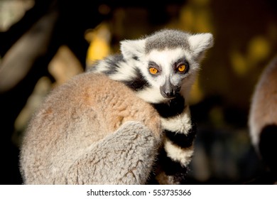 Close Up Portrait Of A Cute Ring Tailed Lemur On The Blurred Background. Copy Space For Text.