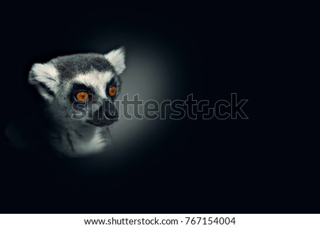 Similar – Image, Stock Photo Katta Animal Wild animal