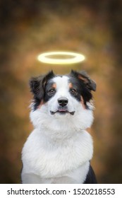 Close up portrait of cute young Australian Shepherd dog smiling, isolated on autumn background. Beautiful adult Aussie, looking away. The dog in the form of an angel with a Golden halo over his head. 