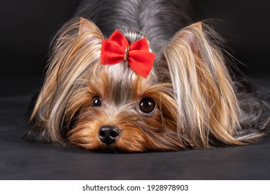 Close up portrait of cute young dog of yorkshire terrier breed lying down with cute face expression. Red bow in the long hair, dark background, copy space.