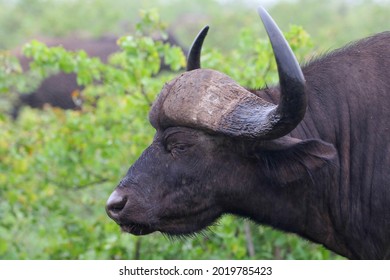 Sad Buffalo Images, Stock Photos & |