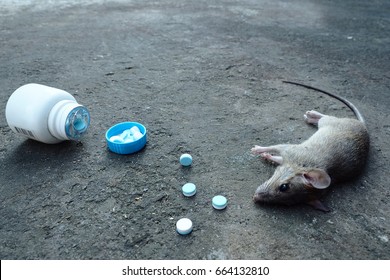 Close up portrait dead body die death rat - mouse on the dirty dust ground cement floor with some medicine.