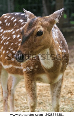 a close up portrait of a deer standing in the zoo. Deer is one of the protected animals.