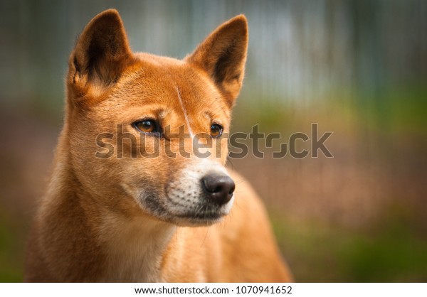 Close portrait of\
dingo, a dog from new guinea. Singing dog!s portrait. Orange\
australian. Australian predator with yellow or orange fur.\
Representative animal of Australia.\
