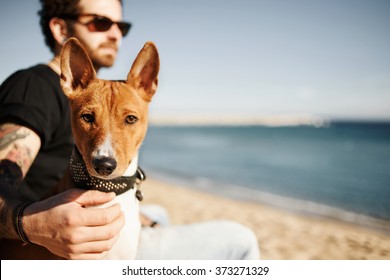 Close Up Portrait Dog Breed Basenji Sitting At Sand And Looking In Camera Enjoying Sun In Barcelona. In The Background Beautiful Young Man With Tattoos Wearing Black T-shirt And Jeans