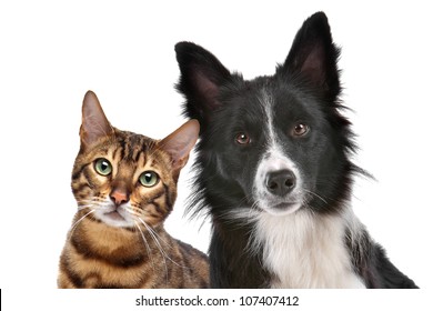 Close up portrait of dog and cat in front of white background