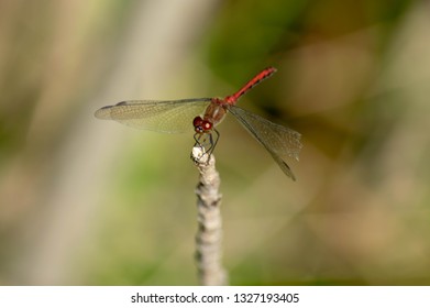 close up portrait of a dragon fly