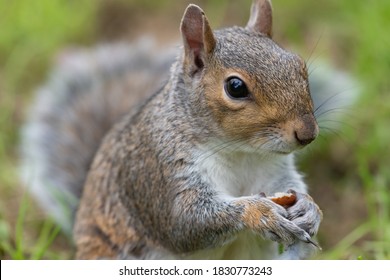 Close up portrait of an eastern gray squirrel (sciurus carolinensis) eating a nut - Powered by Shutterstock