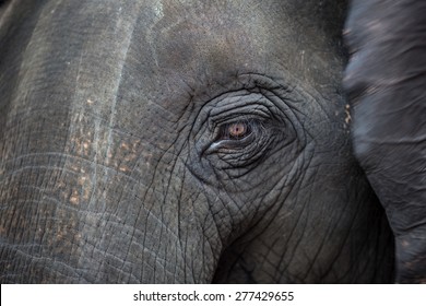 Close up portrait of an elephant
