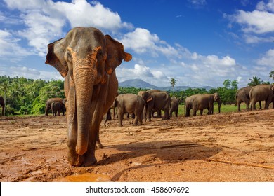 Close Up Portrait Of Elephant In Sri Lanka