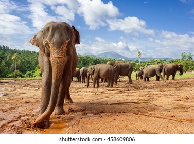 Close Up Portrait Of Elephant In Sri Lanka