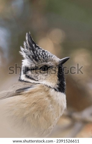 Close up portrait of European crested tit (Lophophanes cristatus) (formerly Parus cristatus).