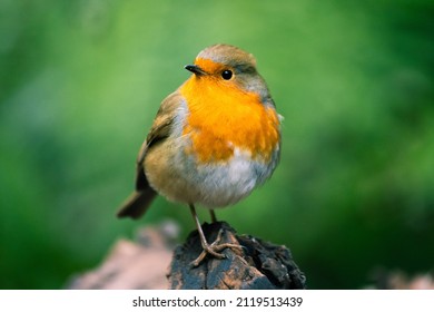 Close up portrait of European Robin Redbreast bird