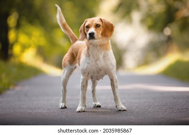 Close Up Portrait Of Female Crossbreed Beagle Dog With Collar Standing On Asphalt Road In City Park