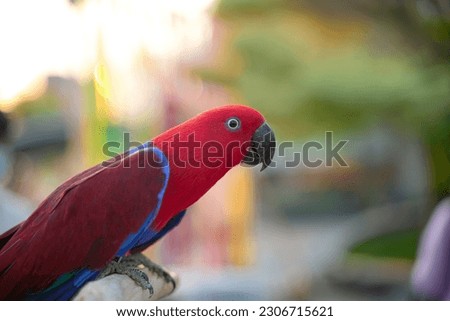 close up Portrait of female Eclectus parrot
