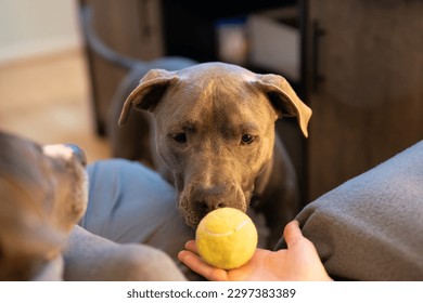 close up portrait of female pitbull puppy watching a tennis ball and waiting to play fetch