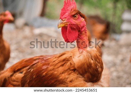 close Portrait free range backyard Red naked neck rooster chicken country farm
