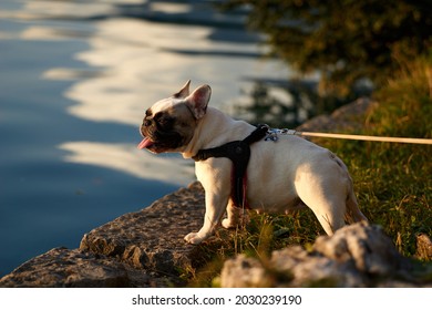 Close up portrait French Bulldog. Cute happy French bulldog puppy. High quality photo
