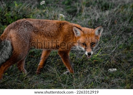 Similar – Red Fox Science & Research