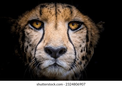 A close up portrait frontal of a cheetah's face with black background - Powered by Shutterstock