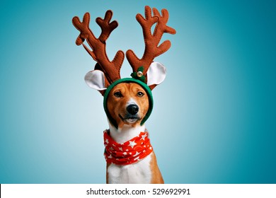 Close up portrait of funny beautiful dog wearing christmas deer costume, looking on camera, isolated on winter blue background
