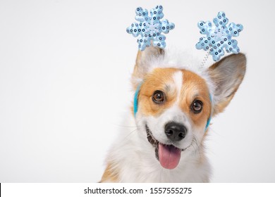 Close up portrait of funny cute red and white corgi wearing funny Christmas rim on the head, with shiny blue snowflakes. Adorable dog eyes and face expression, white background.