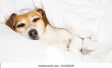 Close up portrait funny dog Jack russell terrier lying on white sheets sunny weekend morning relax. Happy home atmosphere mood.  petfriendly ( dogfriendly ) hotel