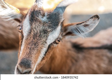Close up portrait of a funny goat - Powered by Shutterstock - Get 15% off with code: PIKWIZARD15