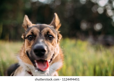 Close Up Portrait Of Funny Mixed Breed Dog. Dog Looking At Camera.