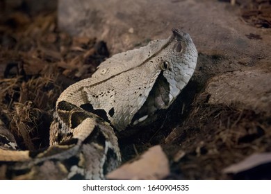 Close Up Portrait Of A Gaboon Adder