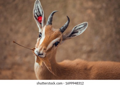 Close Up Portrait Of Gazelle Looking At Camera Eating Leaves At Zoo. Africa, Animals, Colorful