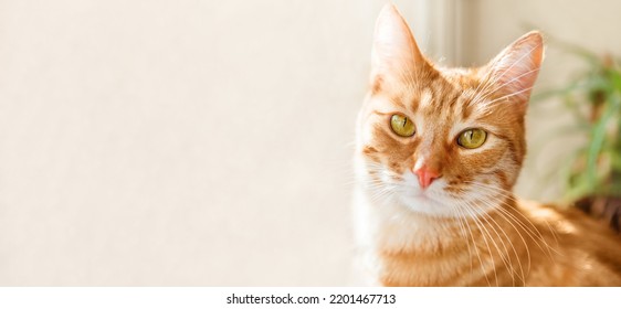 Close Up Portrait Of Ginger Cat On Window Sill. Fluffy Pet And House Plant With Green Leaves. Domestic Animal On Horizontal Banner With Copy Space.