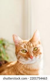 Close Up Portrait Of Ginger Cat On Window Sill. Fluffy Pet And House Plant With Green Leaves. Domestic Animal On Vertical Banner With Copy Space.