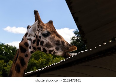 A Close Up Portrait Of A Giraffe Licking The Roof Of A Bridge In A Zoo With Its Long Tongue . The Big Mammal Animal Has A Long Neck, Horns And Brown Spots All Over Its White Fur.