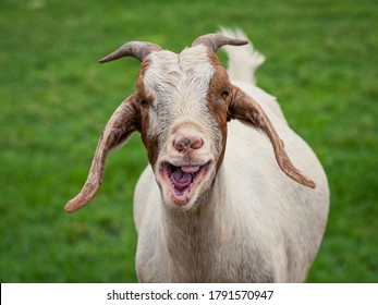 A close up portrait of a goat in farm pasture.