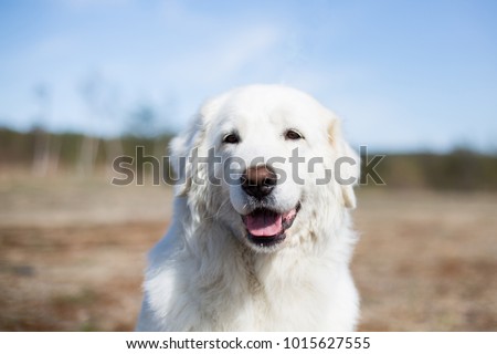 Close up Portrait of gorgeous maremma sheepdog. Big white fluffy female dog posing in the field on blue background
