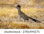 Close up portrait of a Greater Roadrunner bird standing in a desert environment