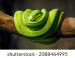 close up portrait of a Green tree python (Morelia viridis) at habitat