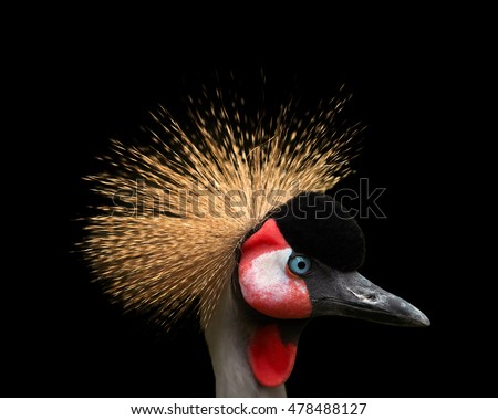 Close up portrait of Grey crowned crane, Balearica regulorum, african bird with crown of stiff golden feathers, looking right, isolated on black background.Uganda, Africa