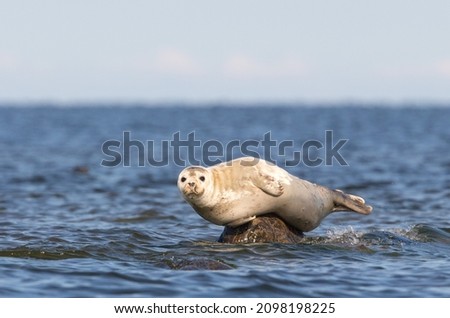 Similar – Foto Bild Niedliche Robben auf Felsen in einem Fjord in Alaska