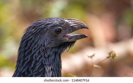 Close Up Portrait Of A Groove Billed Ani